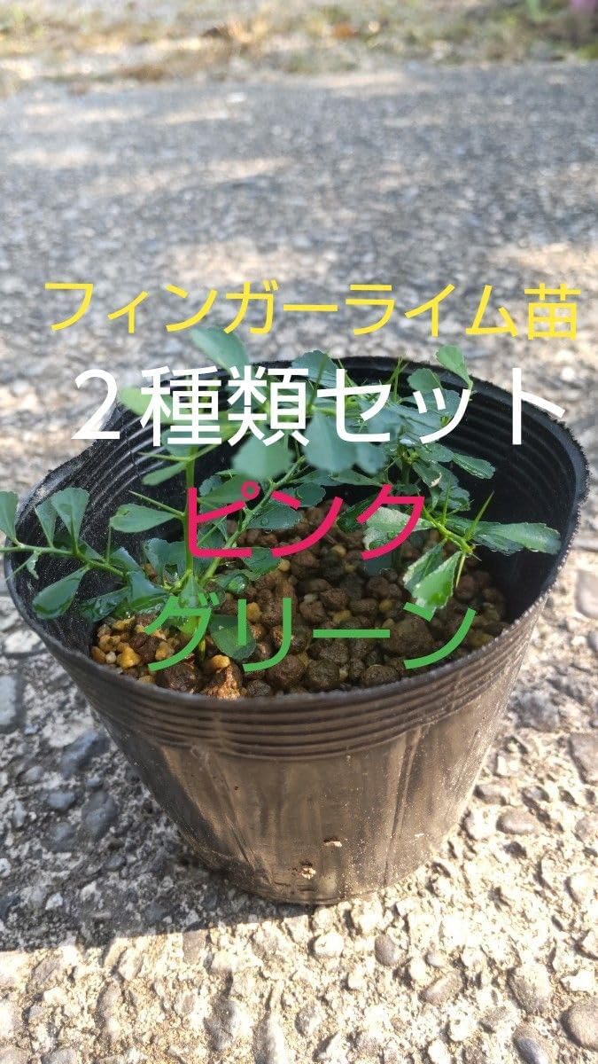 茶道具 根来塗 夏目陽介作 薬器 共箱 V 8479 Yahoo!オークション